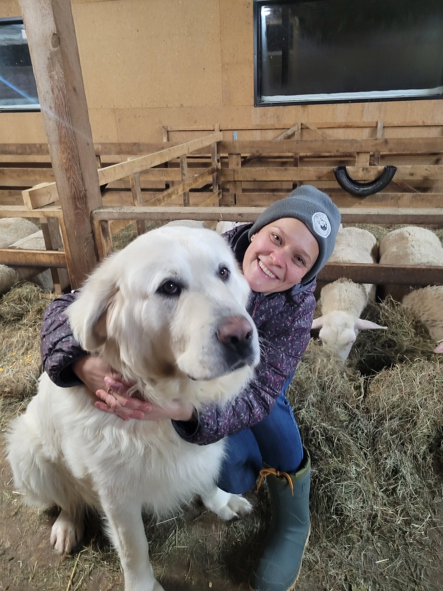 Chien de ferme dans la bergerie