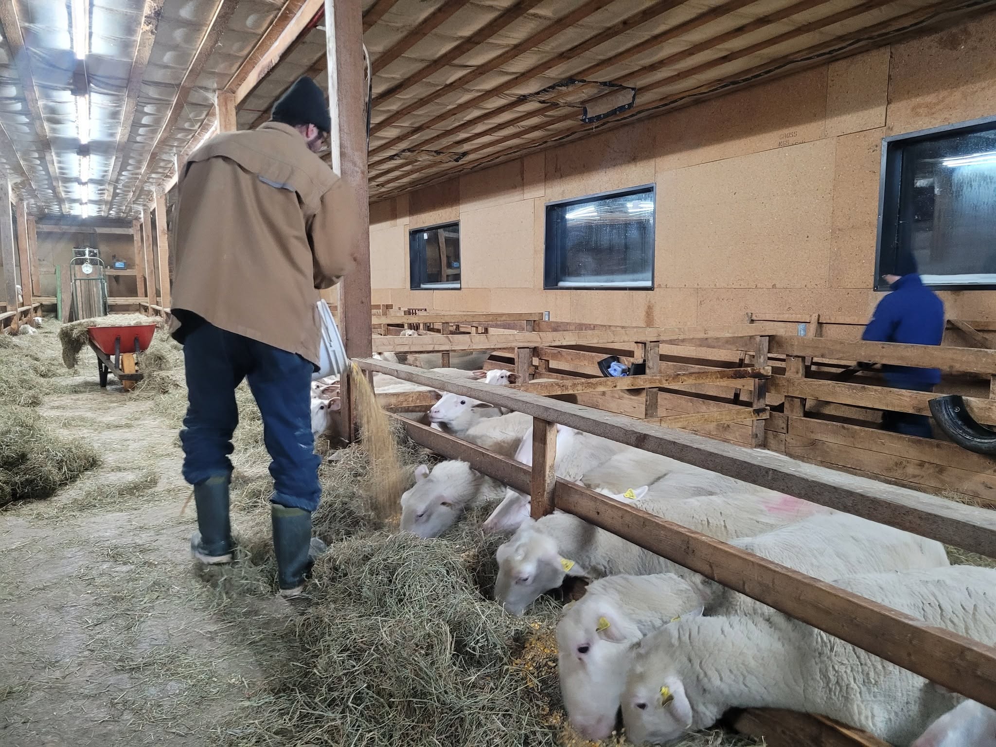 Brebis qui mangent à la ferme