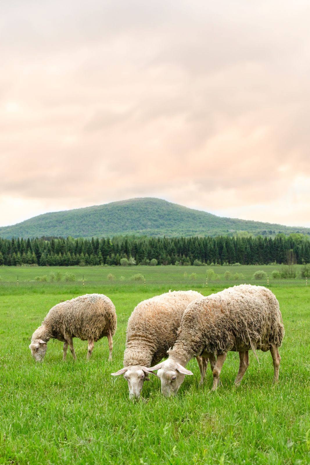 Brebis au pâturage devant les paysages de Bromont
