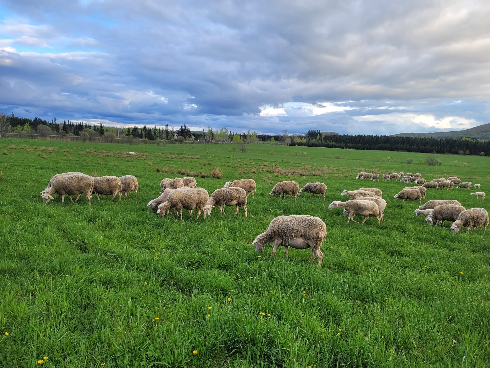 Troupeau de brebis au pâturage à Bromont sous un grand ciel