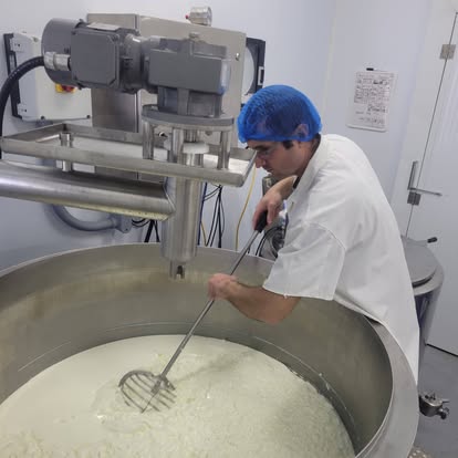 Travail du lait de brebis dans la cuve de fabrication